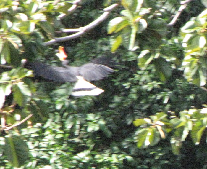 Hornbill in flight